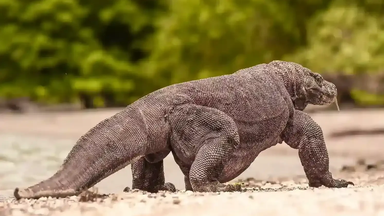 Komodo Dragon Tour | Komodo Island Tour | Komodo Luxury