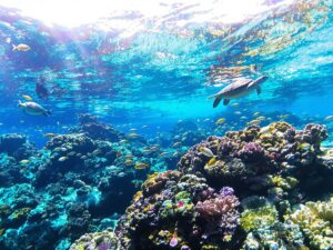 Colorful coral reefs and marine life in Komodo Island waters.