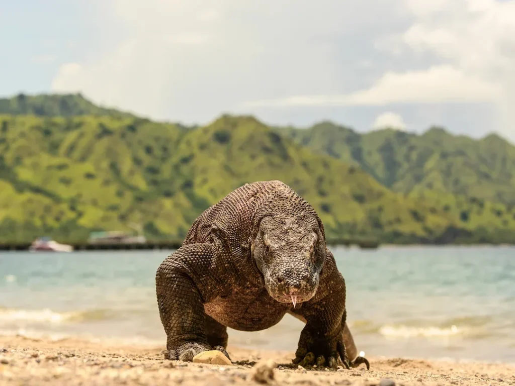 Komodo Dragon Tour | Komodo Island Tour | Komodo Luxury