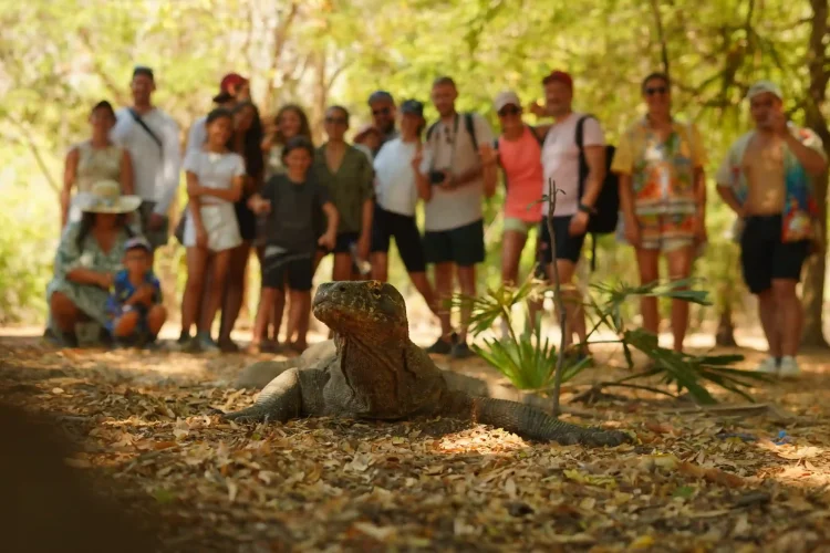 Komodo Dragon Tour | Komodo Island Tour | Komodo Luxury
