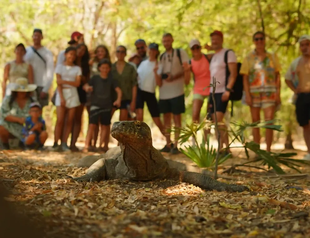 Komodo Dragon Tour | Komodo Island Tour | Komodo Luxury