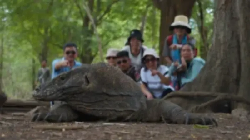 Komodo dragon day tour from Labuan Bajo